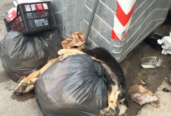 Cartolina da Misilmeri, cani uccisi e gettati come rifiuti