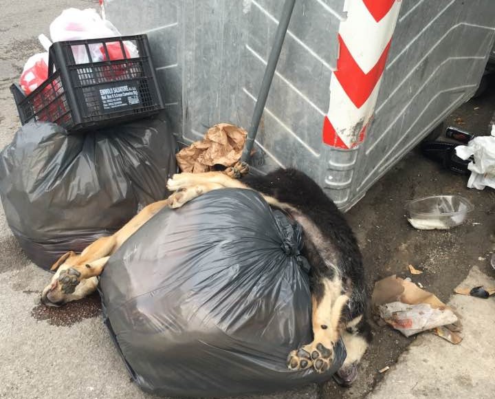 Cartolina da Misilmeri, cani uccisi e gettati come rifiuti