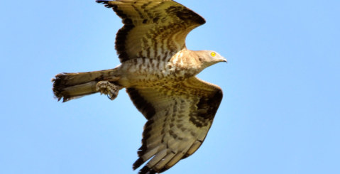 Montagna Grande, avvistato un falco Pecchiaiolo