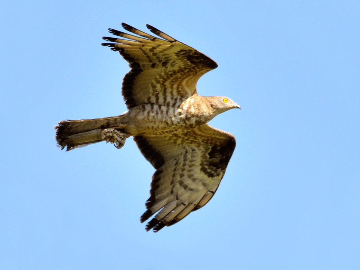 Montagna Grande, avvistato un falco Pecchiaiolo