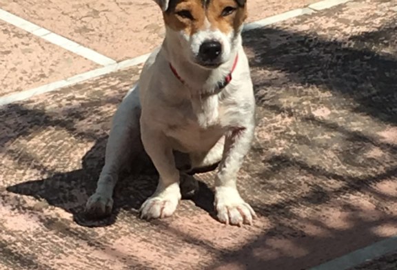 Jack Russel smarrito a Gibilrossa, qualcuno lo riconosce ?