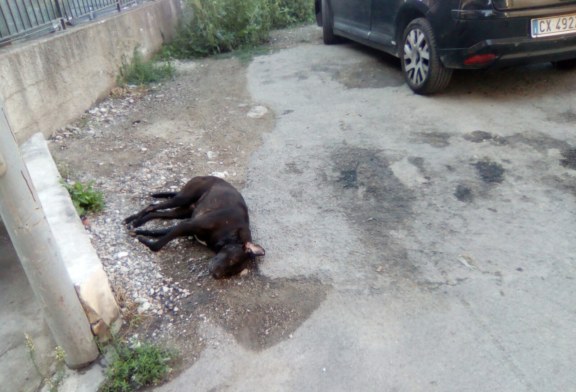 Randagismo, un altro cane avvelenato