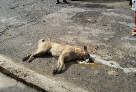 Ancora cani avvelenati: E’ emergenza