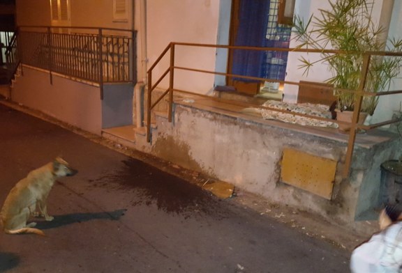 Cani randagi, altri due avvelenamenti. Malore per una ragazza