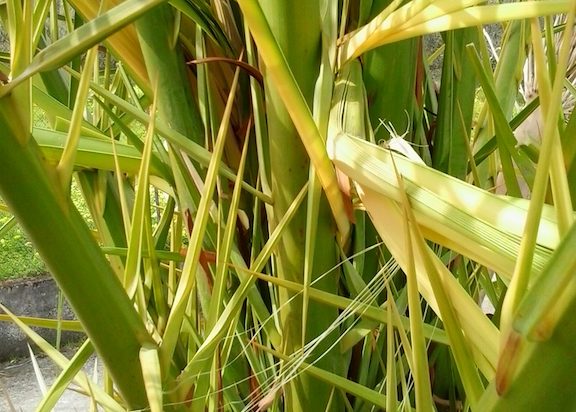 Non benedite quelle palme!