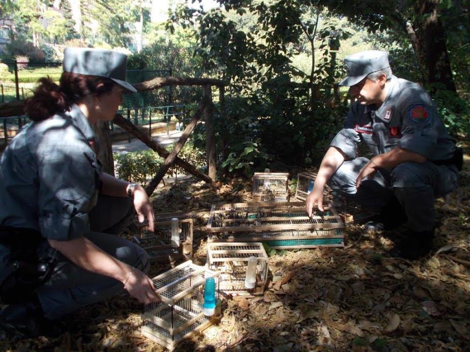 Sequestrati 42 Cardellini, denunciato un palermitano