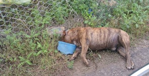 Cane morto da settimane in Contrada Algheria