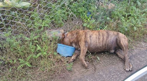 Cane morto da settimane in Contrada Algheria