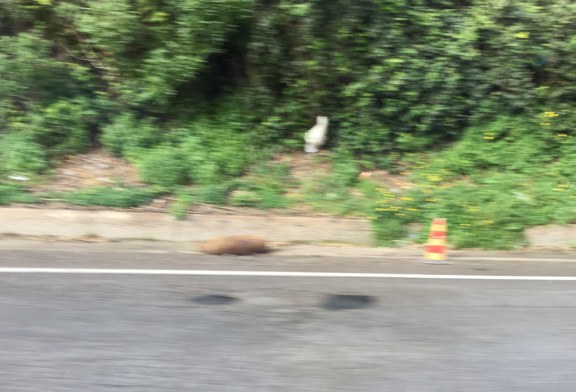 Adesso basta, rimuovete quei poveri cani !