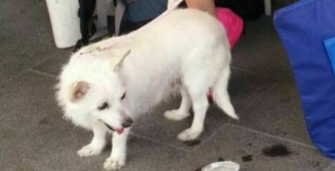 Smarrito un cane volpino bianco