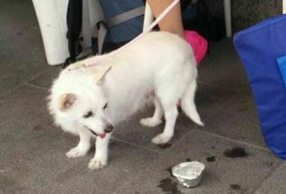 Smarrito un cane volpino bianco