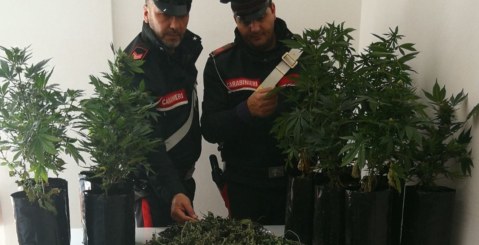 Serra di Marijuana in casa, Carabinieri arrestano un 38enne