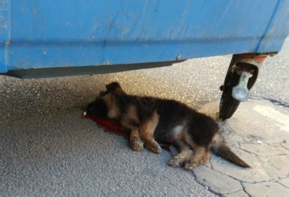 Allarme violenza: Pitbull aizzati contro randagi