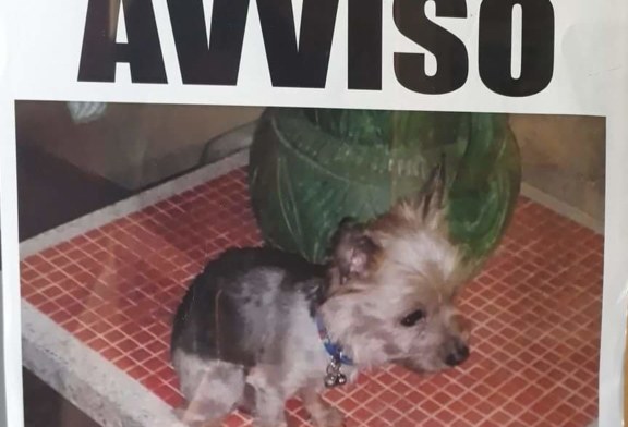 Smarrita cagnetta Yorkshire in zona Montagna Grande