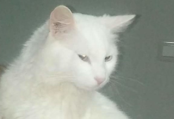 Smarrito gatto nei pressi della scuola Traina