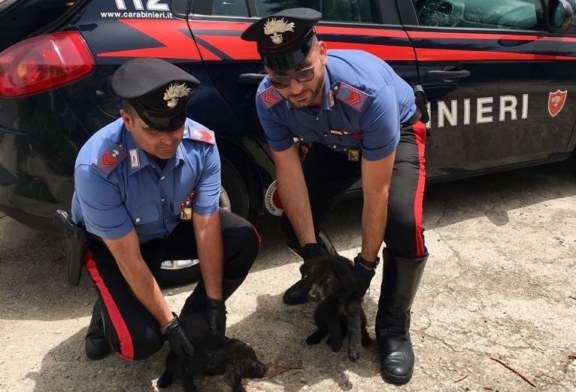 Misilmeri, salvati dai Carabinieri quattro cuccioli