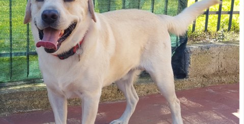 Smarrito Labrador nei pressi di contrada Tramontana