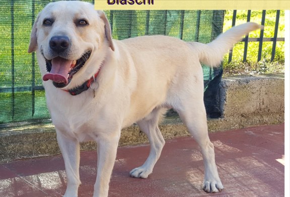 Smarrito Labrador nei pressi di contrada Tramontana