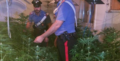 Sorpresi in casa con 145 piantine di Marijuana, tre arresti