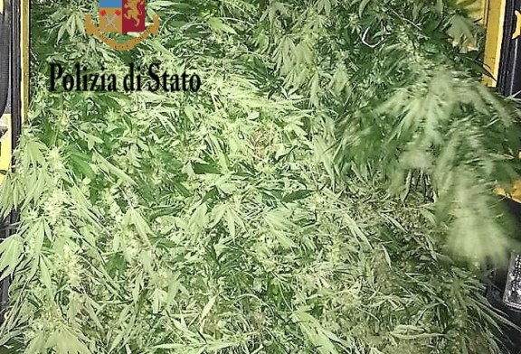 Mega piantagione di Maijuana a Misilmeri, due arresti