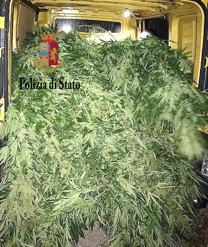 Mega piantagione di Maijuana a Misilmeri, due arresti