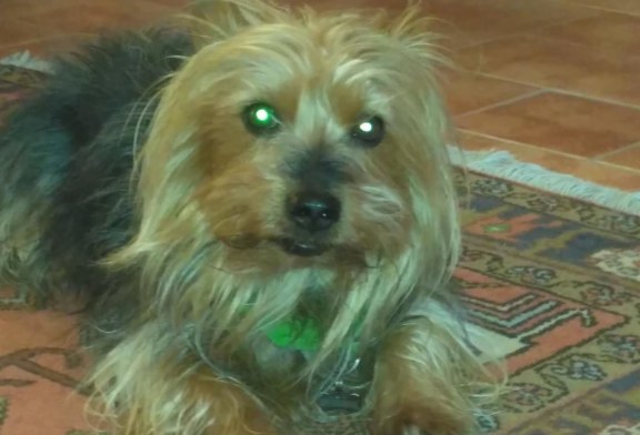 Smarrito Yorkshire nei pressi di Piano Stoppa