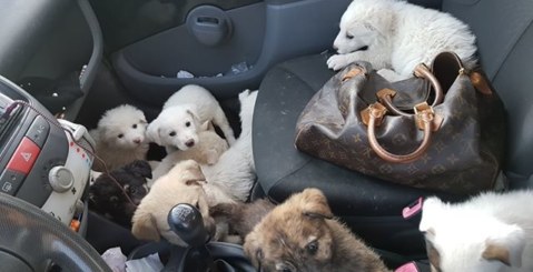 Volontaria salva 18 cuccioli abbandonati