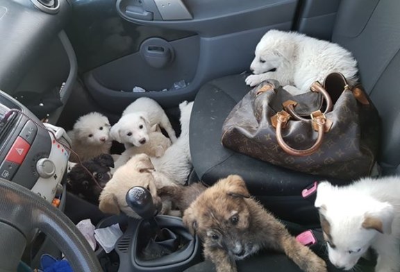 Volontaria salva 18 cuccioli abbandonati