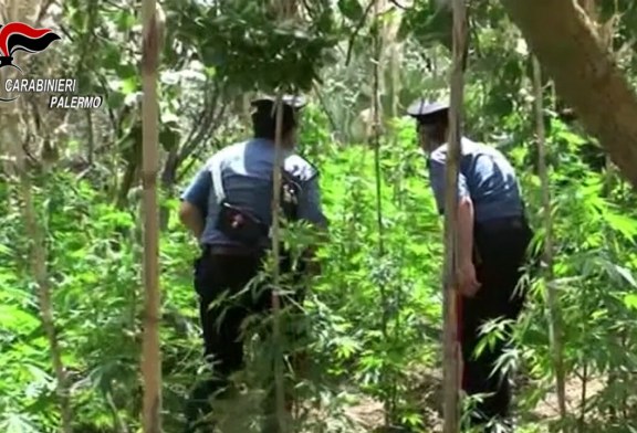 Cannabis nelle campagne misilmeresi, arrestati in tre