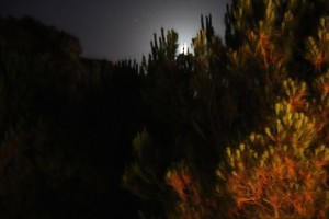 II-Menzel-El-Emir-Night-Trail385